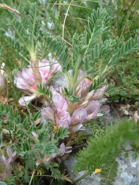 Astragalus sempervirens / Astragalo sempreverde
